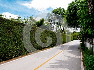 Green hedge. Concept image of à¸·natural wall on country road