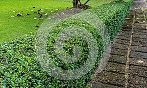 Green hedge fence