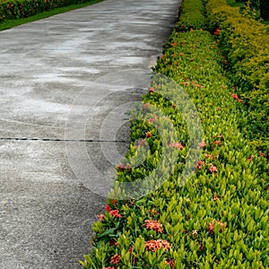 Green hedge fence