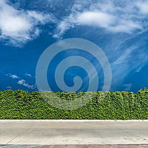 Green hedge fence