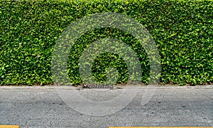 Green hedge fence