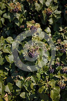 Green hedge, fence covered with climbing evergreen ivy plant. Natural texture background or backdrop. Gardening concept. Vertical