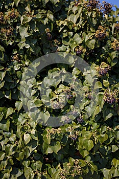 Green hedge, fence covered with climbing evergreen ivy plant. Natural texture background or backdrop. Gardening concept. Vertical