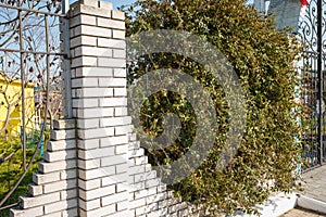 Green hedge, fence with evergreen climbing plant on brick wall. Flowers and plants