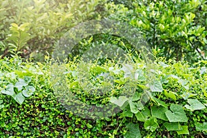 Green hedge fence or Natural green leaf wall with droplets after rain in the morning sunlight on a blurred green natural