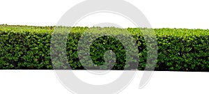 Green hedge or Green Leaves Wall  isolated on white background