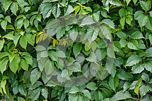 Green hedge, hedgerow. Liana on the wall, fence. Creeper, vine background. Wild leaves pattern