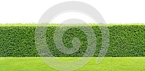 Green hedge isolated