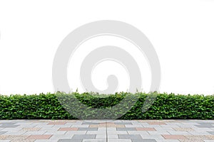 Green hedge isolated. Panoramic, lawn. photo