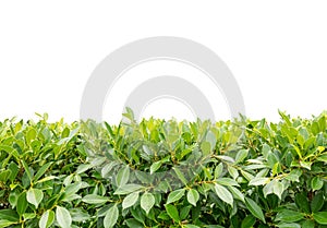 Green hedge , Isolated on white background