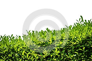 Green Hedge Isolated on White Background