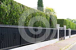 Green hedge Metal Fence of residential house luxury