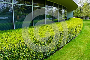 Green hedge and mowed lawn along office building wall