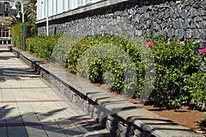 Green hedge with red hibiscus flowers