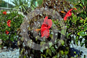 Green hedge with red hibiscus flowers