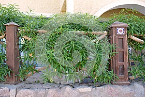 Green hedge of shrubs, wooden posts. Landscape design.