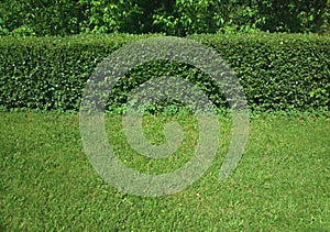 Green hedge in summer city park background