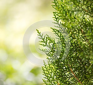 Green Hedge of Thuja Trees