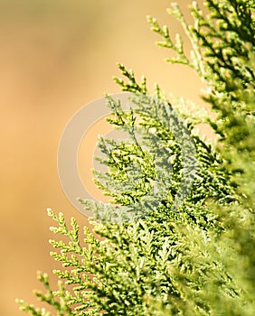 Green Hedge of Thuja Trees