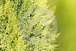 Green Hedge of Thuja Trees