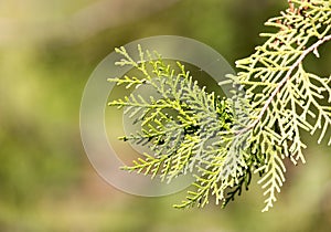 Green Hedge of Thuja Trees