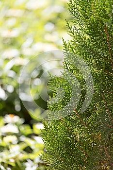 Green Hedge of Thuja Trees