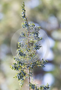 Green Hedge of Thuja Trees