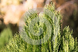 Green Hedge of Thuja Trees