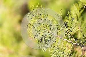 Green Hedge of Thuja Trees