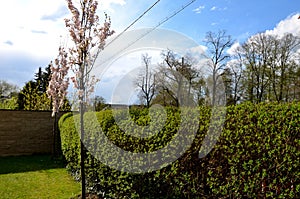 Green hedge trimmed in  garden lawn moving row trees wall tree trunk