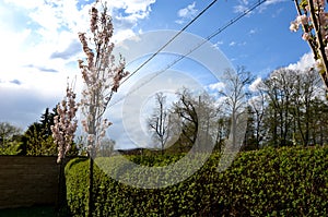 Green hedge trimmed in  garden lawn moving row trees wall tree trunk