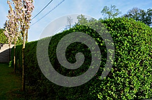 Green hedge trimmed in  garden lawn moving row trees wall tree trunk