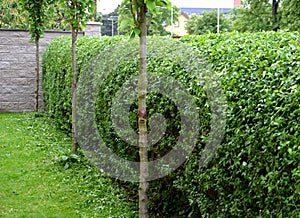 Green hedge trimmed in the garden yard lawn trees in row alley evergreen edge round