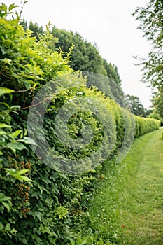 Green hedgerow background or texture