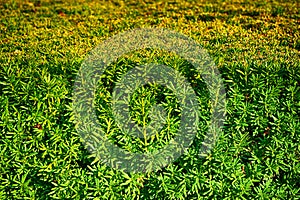 green hedgerow texture