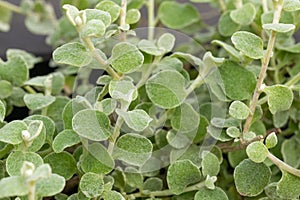 Many Green Helichrysum Petiolare Leaves photo