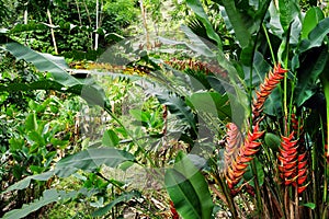 Green Heliconia wagneriana in a colombian forest in Cordiliera Central.