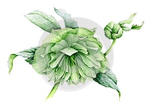 Green hellebore flower watercolor illustration. Spring beautiful Helleborus blossom in the full bloom with many petals. Garden bot