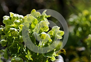 Green Hellebore Helleborus Argutifolius Flower Heads