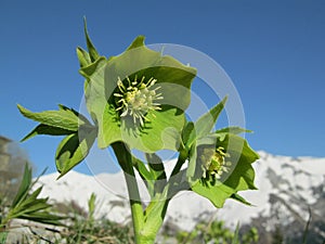 Green Hellebore (Helleborus viridis)