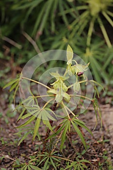 Green Hellebore Plant