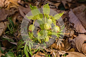 Green Helleborus orientalis Woodland Garden