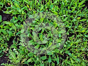 green herbage from above. close up