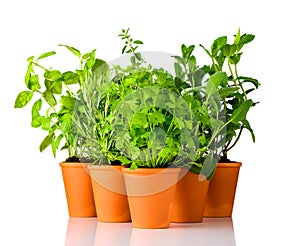 Green Herbs Growing in Pottery Pots on White Background