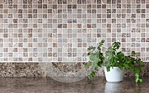 Green herbs on kitchen countertop