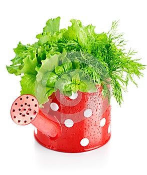 Green herbs in red watering can