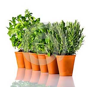 Green Herbs in a Row on White Background