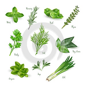 Green herbs set isolated on white background. Thyme, rosemary, mint, oregano, basil, sage, parsley, dill, bay leaves