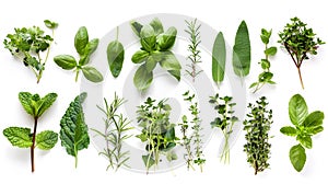 Green herbs set on white background. Rosemary, mint, oregano, basil, sage, parsley, dill, leaves. Herbal seasoning ingredients