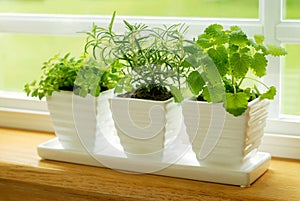 Green herbs on a window sill